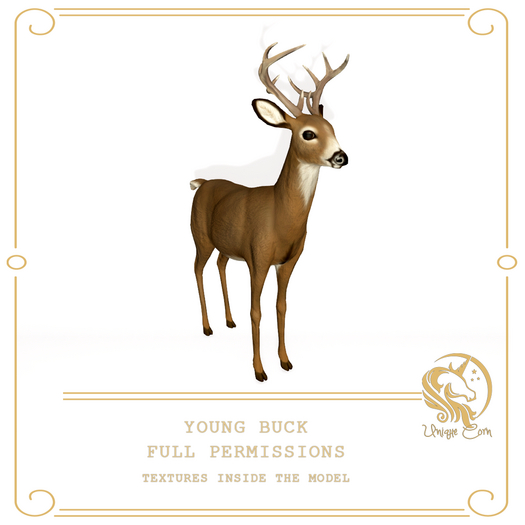 Full Perm Young Buck