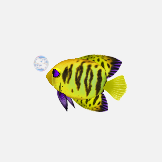 (7S) Common Fish: Mama Flame Angel Yellow