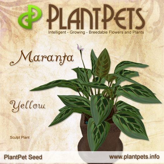 PlantPet Seed [Maranta *Yellow*] C