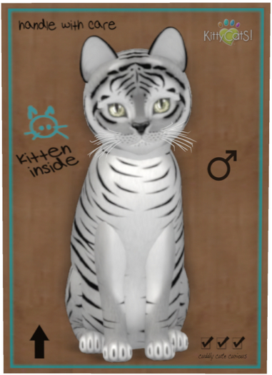 KittyCatS Box - Tiger! - Shadow