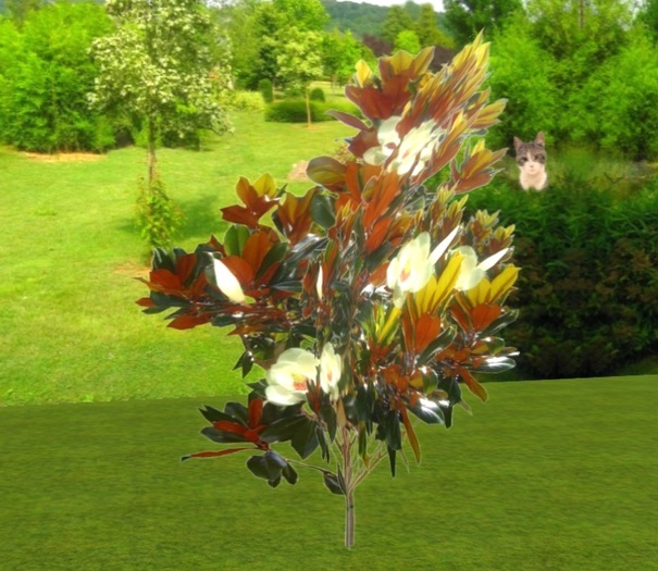 arbre petit magnolia b