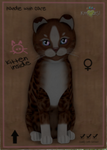 KittyCatS Box - Black Angel cat