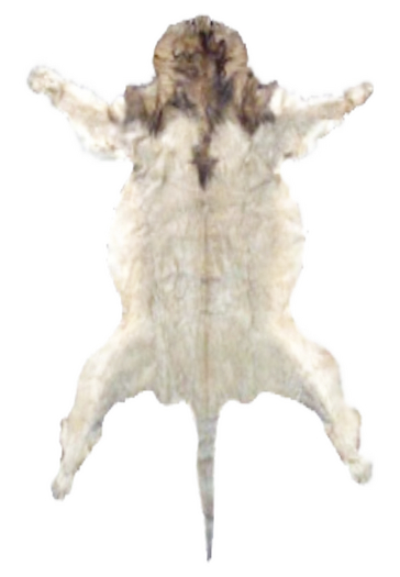 White bear Fur Rug Alpha Texture - Full Perm