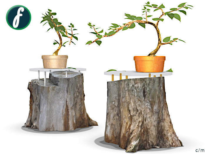 friller Ficus Bonsai