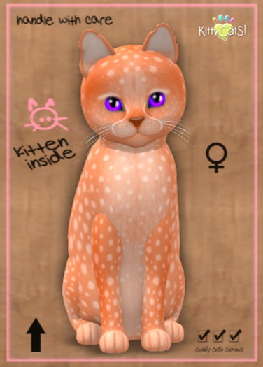 MEGAPUSS: KittyCatS Box - Cheetah! - Tangerine - MegaPuss