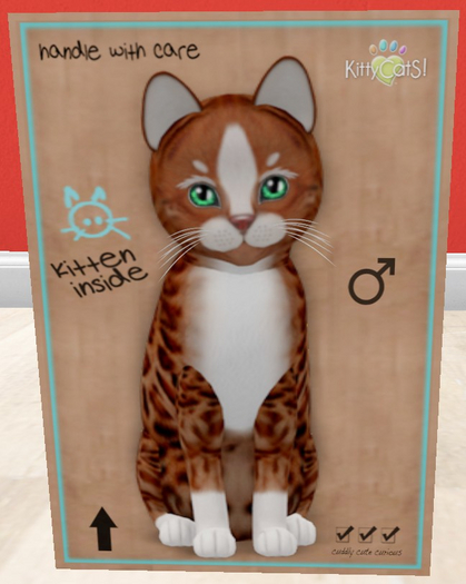 KittyCatS Box - New Born Kitten