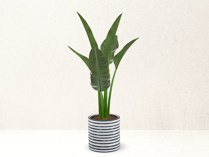 Planted. Stripes Pot + Plant 