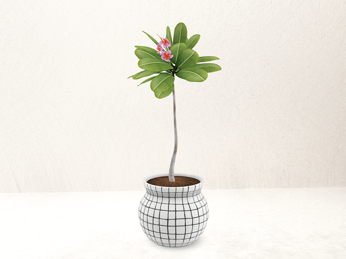 Planted. Squares Pot + Plant 