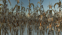 Winter Corn 8x4.5