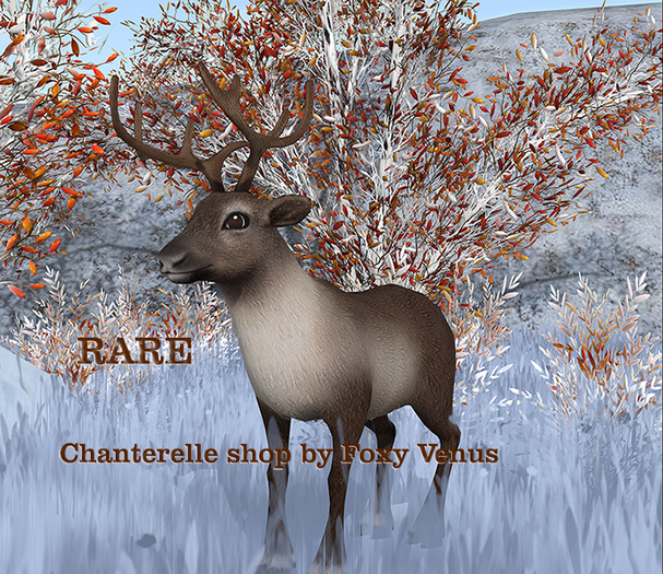 20 Mutresse-Companion-Funky Reindeers RARE