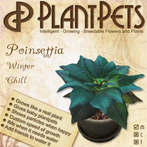 PlantPet Seed [Poinsettia *Winter Chill*]