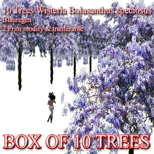 10 x 2 Prim Tree Wisteria Bolusanthus speciosus Blauregen