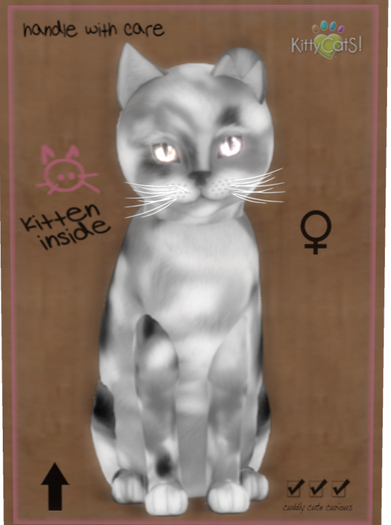 KittyCatS Box - Maine Coon - Silver Tortoiseshell