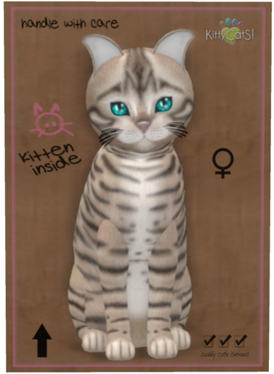 KittyCatS Box - Toyger - Blue