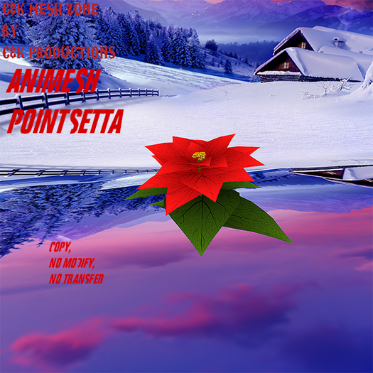 animesh pointsetta