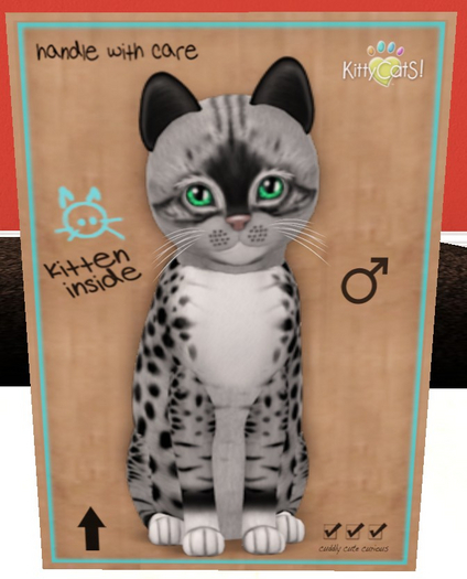 KittyCatS Box - New Born Kitten