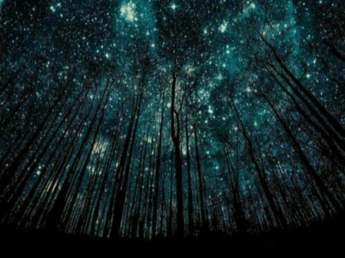 Forest Twilight Texture