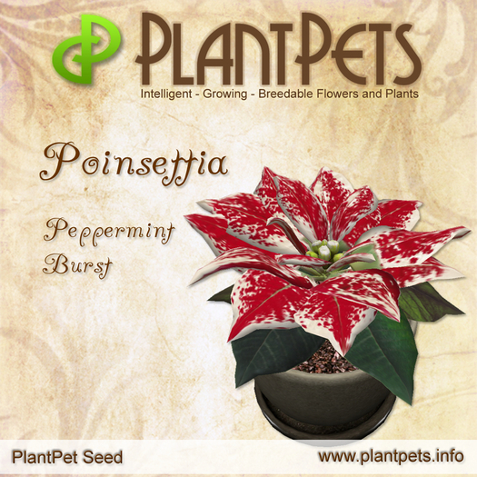 PlantPet Seed [Poinsettia *Peppermint Burst*]