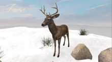 JUNE ~ Reindeer