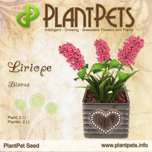 PlantPet Seed [Liriope *Bisous*] *Common*