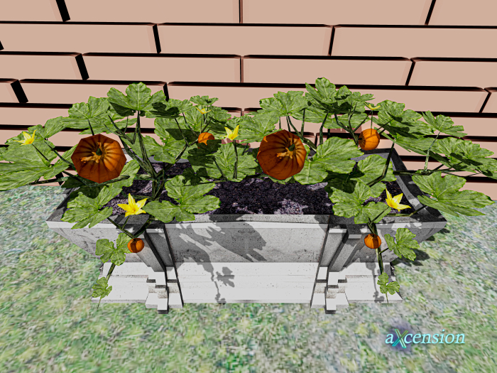 aX: Pumpkin Plantation RARE