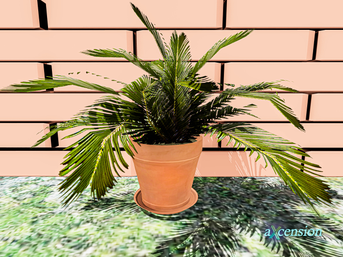 aX: plant Palm