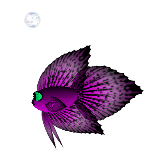 (7S) Common Fish: Magenta Betta