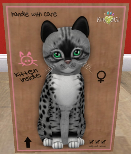 KittyCatS Box - New Born Kitten