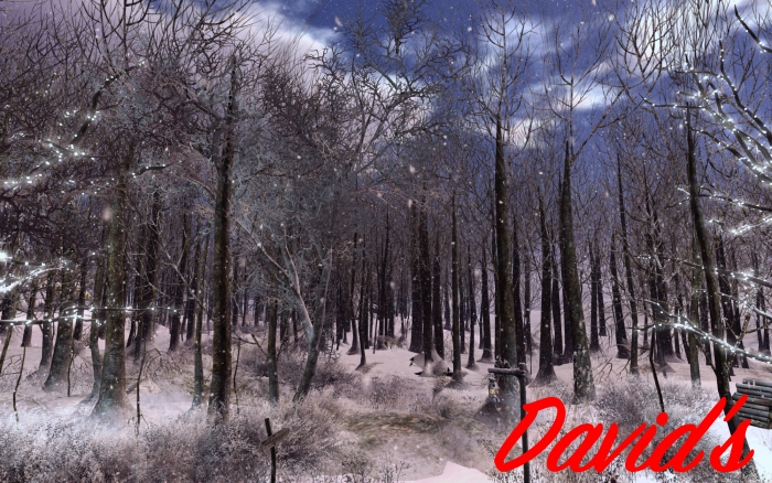 Aforest in winter