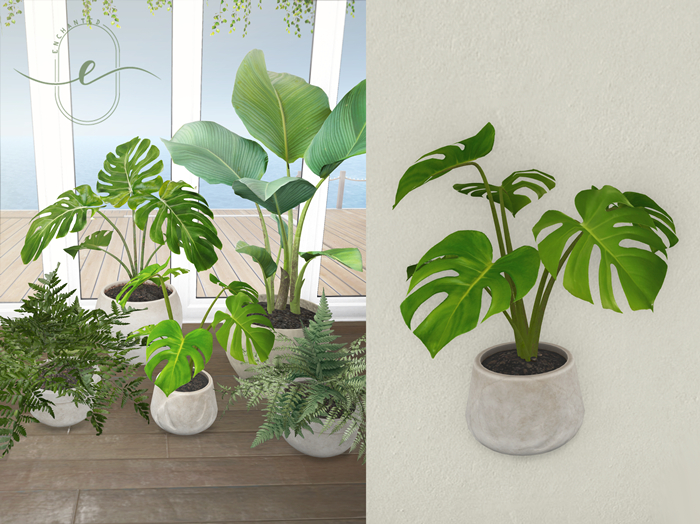 Enchanted - Potted Plant Monstera 2