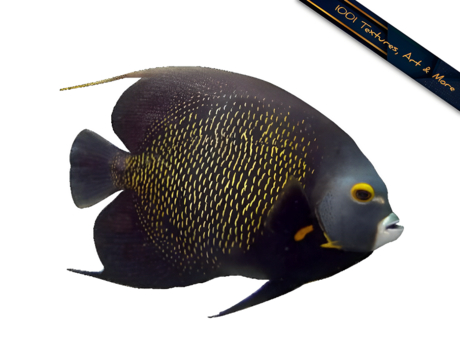 Second Life Marketplace - Tropical Angel Fish Alpha Texture - Full Perm