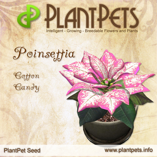 PlantPet Seed [Poinsettia *Cotton Candy*] - rare - free breeding - no extra costs