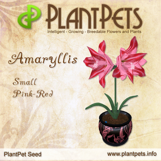 PlantPet Seed [Amaryllis *Small Pink-Red*]