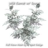 T-Spot Wild Carrot w/ Snow - Full Perm - LI=1.1 - 2.2