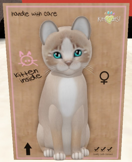 KittyCatS Box - New Born Kitten