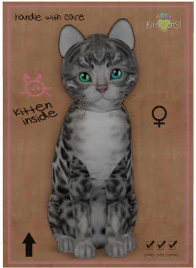 KittyCatS Box - Bengal - Charcoal