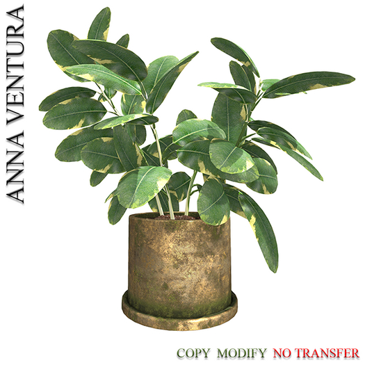 A.V _Houseplant _ Ficus_01