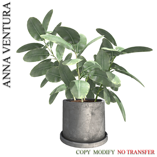 A.V _Houseplant _ Ficus_02