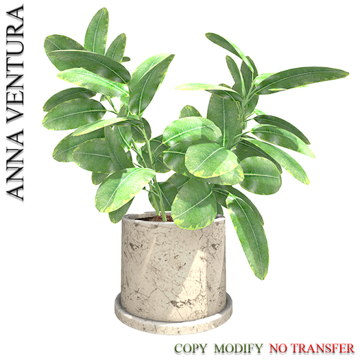 A.V _Houseplant _ Ficus_03
