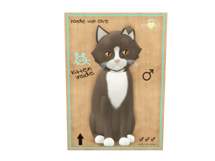 KittyCatS Male - Chateau Tawny & White Normal Size