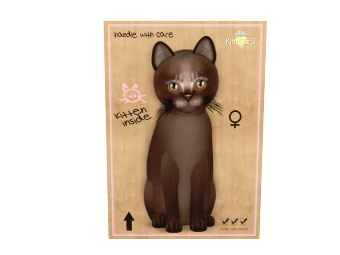 KittyCatS Female - Abyssinian Dark Chocolate Normal Size