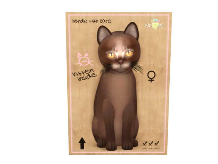 KittyCatS Female - Abyssinian Dark Chocolate Normal Size