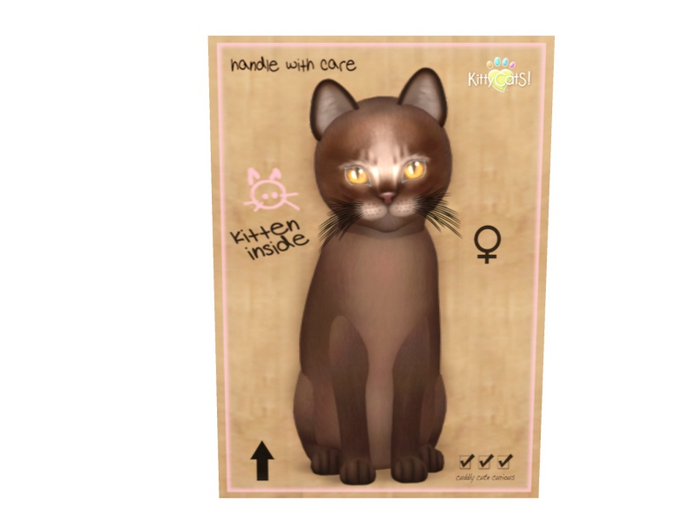 KittyCatS Female - Abyssinian Dark Chocolate Normal Size