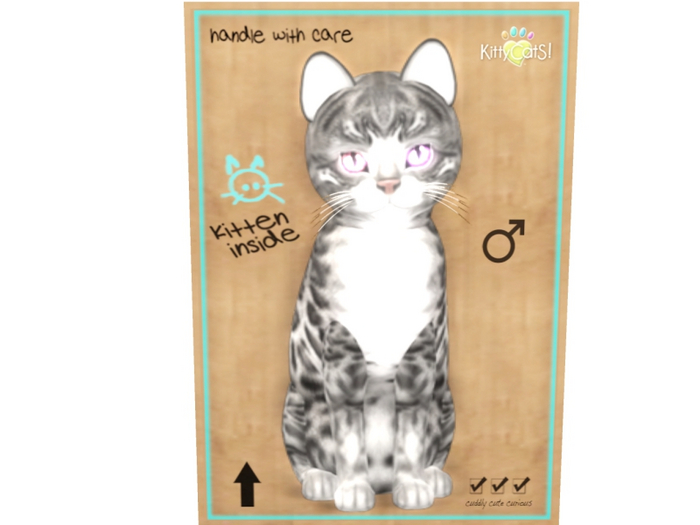 KittyCatS Male - Bengal Charcoal Normal Size