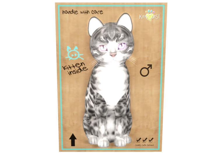 KittyCatS Male - Bengal Charcoal Normal Size