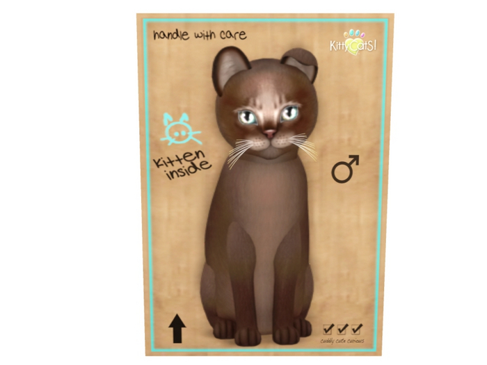 KittyCatS Box - New Born Kitten