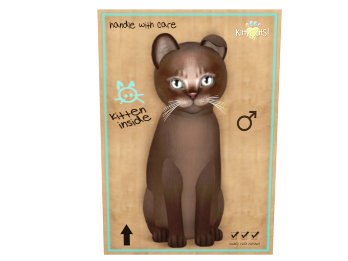 KittyCatS Male - Abyssinian Dark Chocolate Normal Size