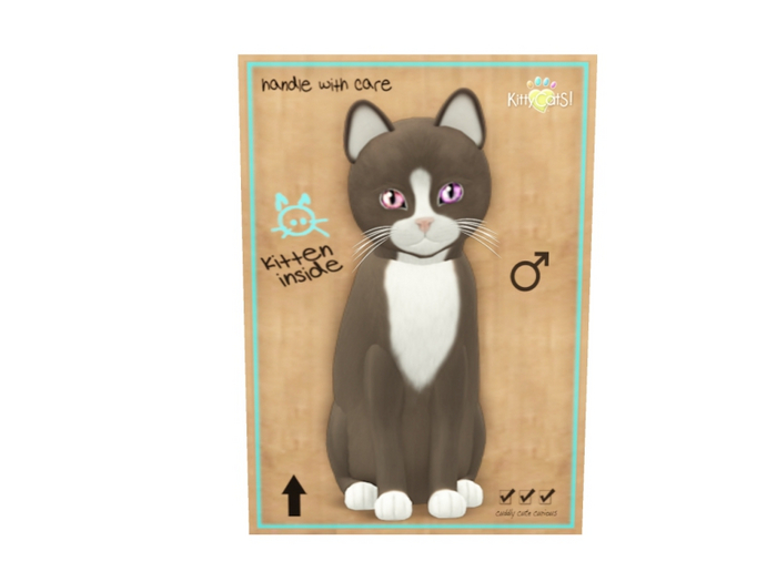 KittyCatS Male - Chateau Tawny & White Normal Size