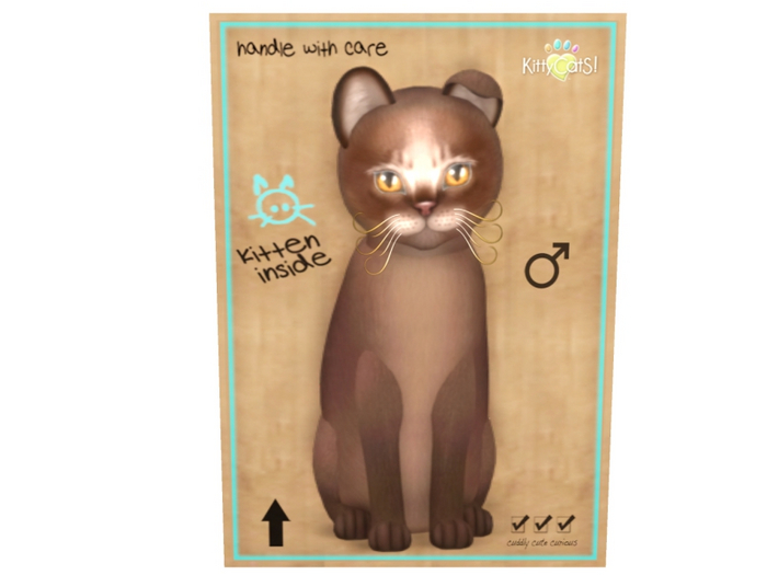 KittyCatS Male - Abyssinian Dark Chocolate Normal Size