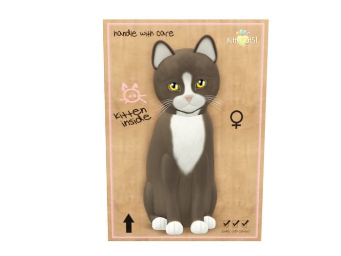 KittyCatS Female - Chateau Tawny & White Normal Size